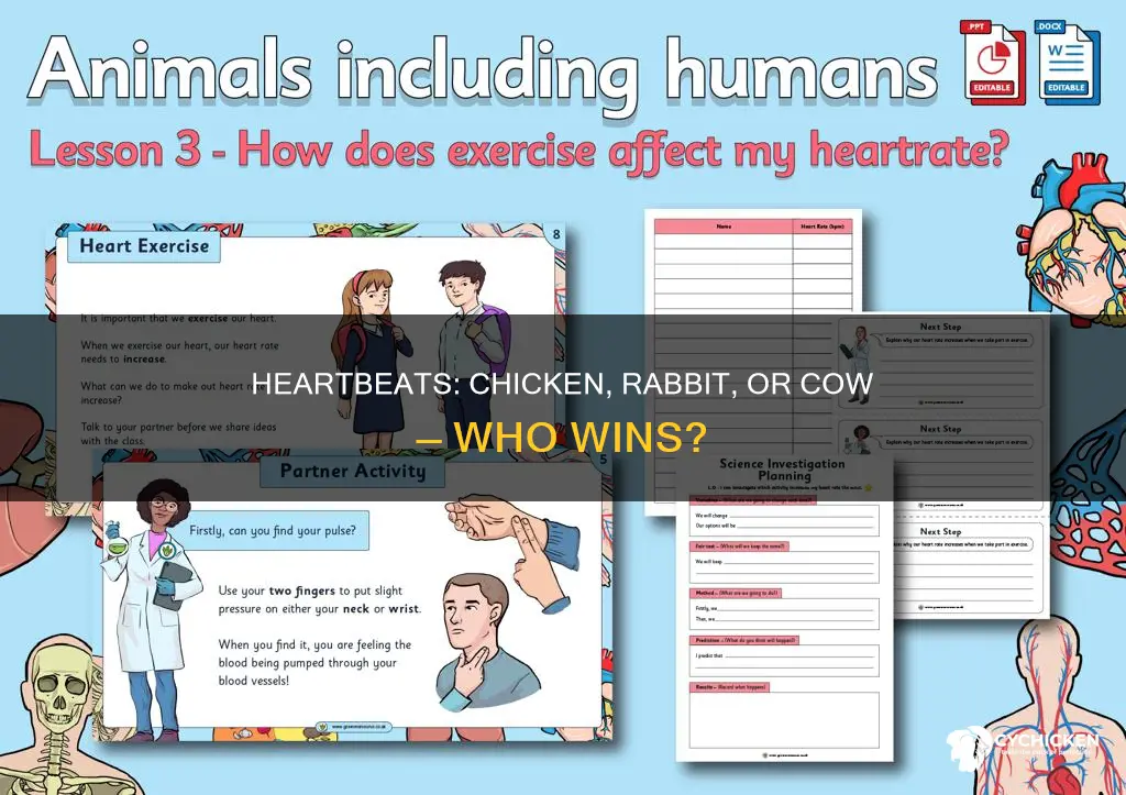 who has the fastest heartbeat chicken rabbit or cow