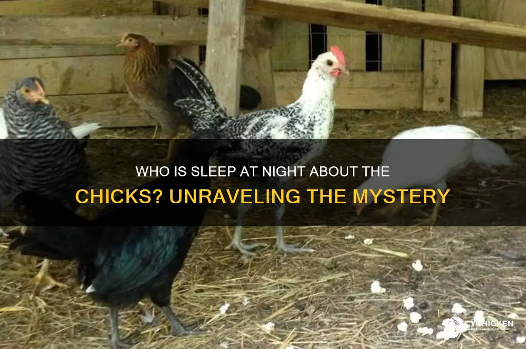 who is sleep at night about the chicks