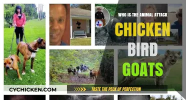 Unlikely Predators: How Chickens, Birds, and Goats Become Animal Attackers