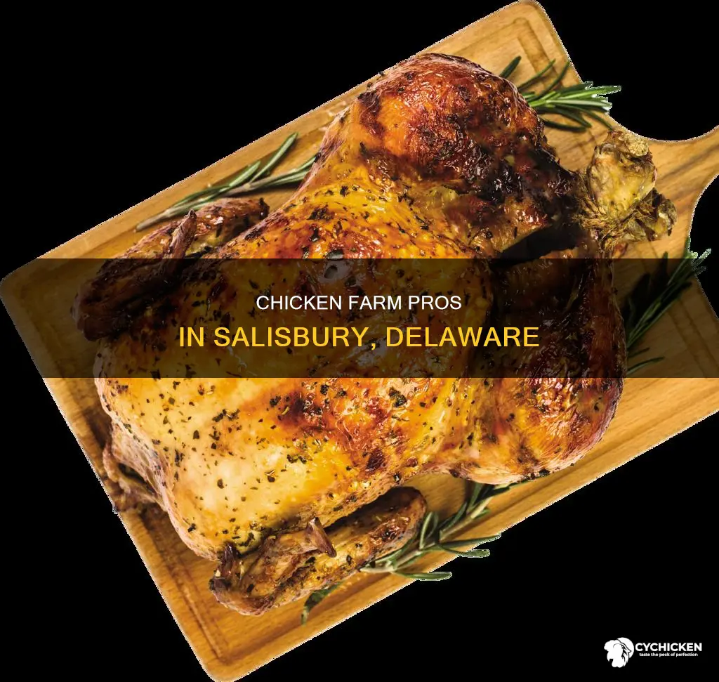 who is the chicken farm per person in salisbury delaware