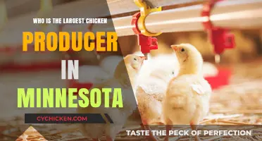 Minnesota's Top Chicken Producer: Unveiling the Largest Poultry Leader