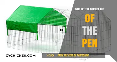Who Let the Chicken Out? Unraveling the Mystery of the Open Pen