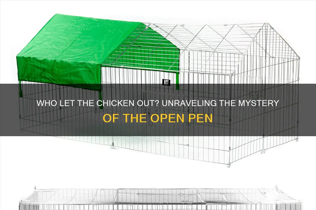 who let the chicken out of the pen