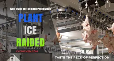 Who Owns the Chicken Plant Raided by ICE? Uncovering the Truth