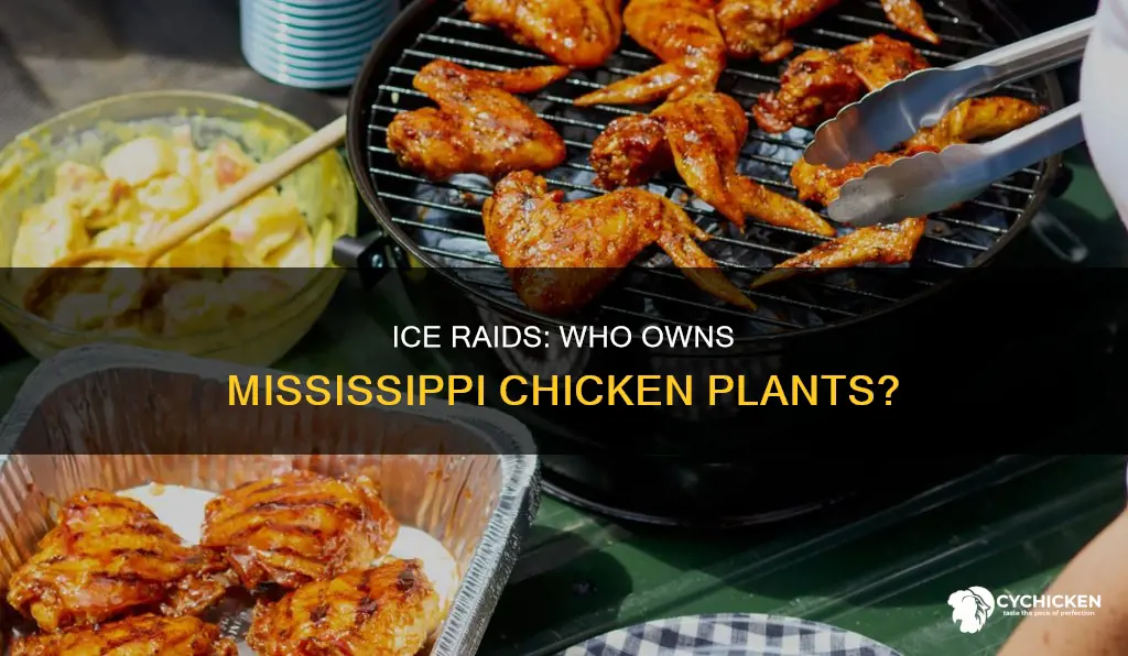 who owwns the mississippi chicken plants raided by ice