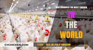 Global Poultry Powerhouses: Top Chicken Producing Countries Revealed