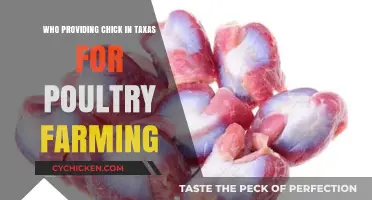 Top Chick Suppliers in Texas for Successful Poultry Farming