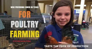 Top Texas Suppliers for Quality Chicks in Poultry Farming