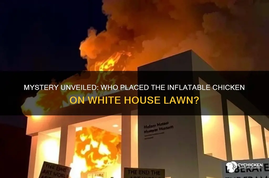 who put inflatable chicken on white house lawn