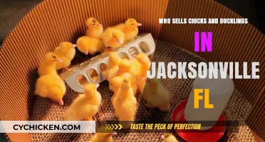 Where to Buy Chicks and Ducklings in Jacksonville, FL