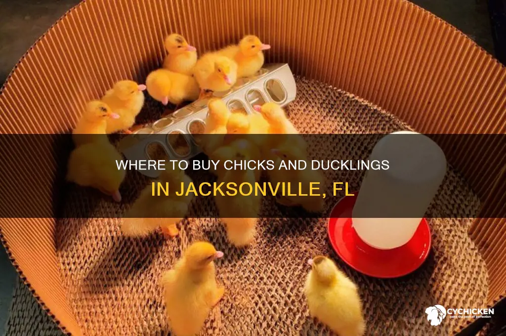 who sells chicks and ducklings in jacksonville fl