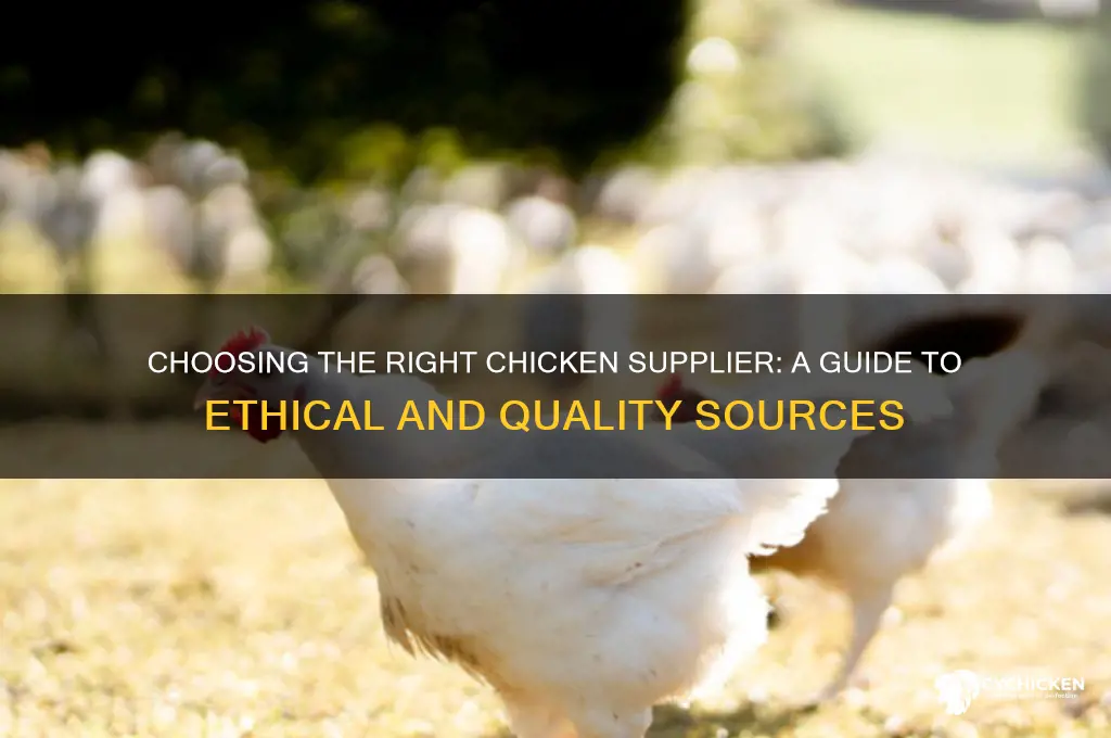 who should i actually buy chicken from