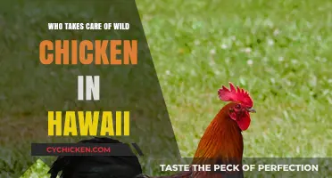 Caring for Hawaii's Wild Chickens: Who's Responsible?