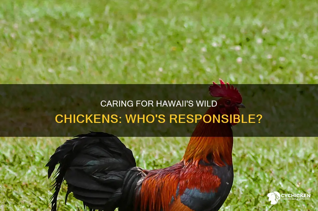 who takes care of wild chicken in hawaii