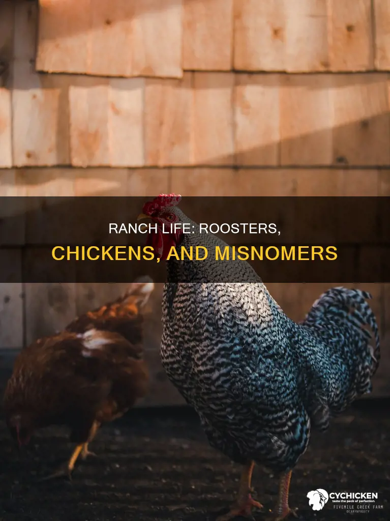 who thought rooster