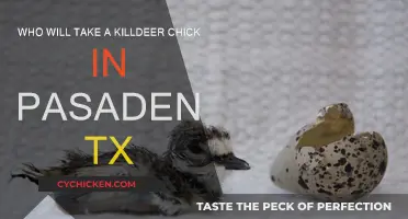 Adopting a Killdeer Chick in Pasadena, TX?