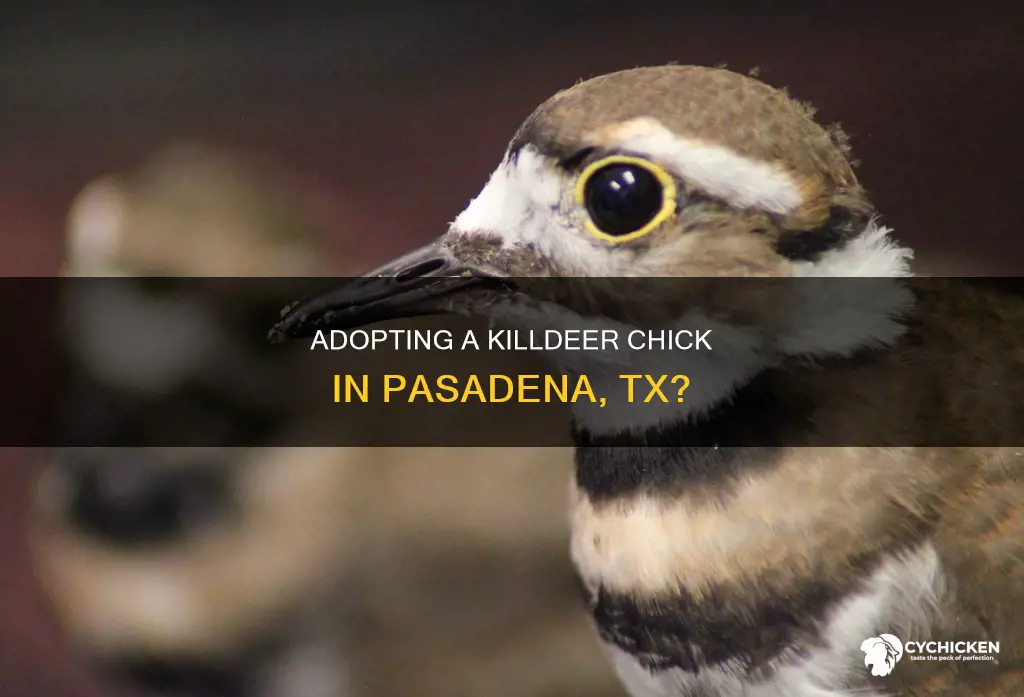 who will take a killdeer chick in pasadena tx