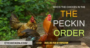 Understanding the Pecking Order: Who's the Chicken in Charge?