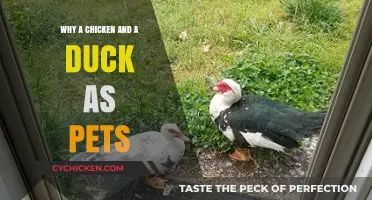 Chickens and Ducks as Pets: Unique Companionship Benefits Explained