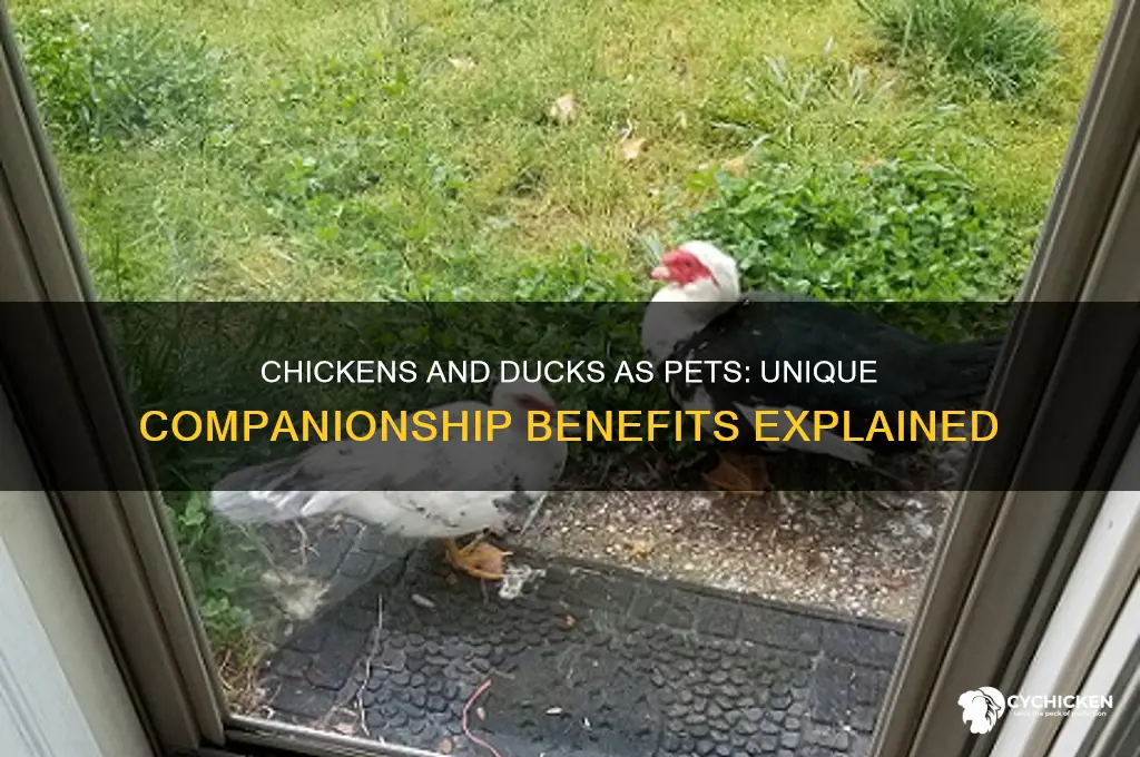 why a chicken and a duck as pets
