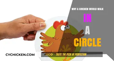 Why Chickens Walk in Circles: Unraveling the Circular Mystery