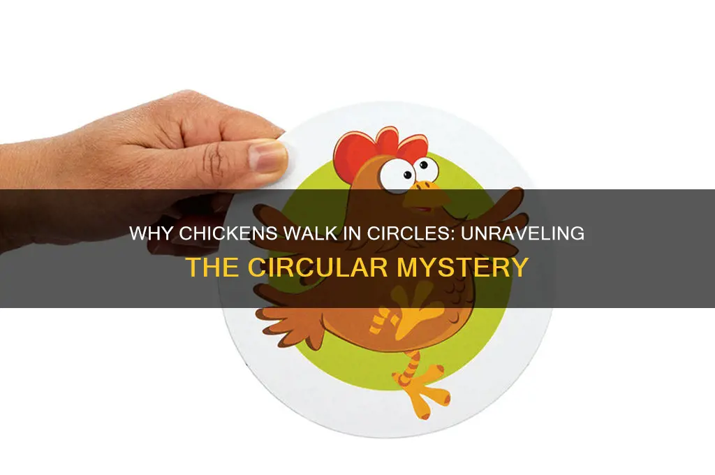 why a chicken would walk in a circle