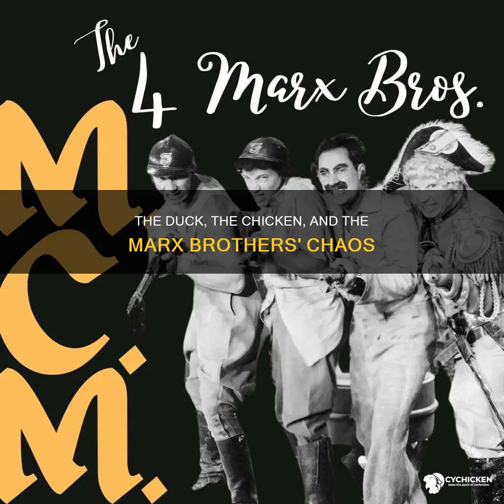 why a duck why not a chicken marx brothers