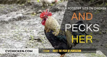 Roosters Pecking Hens: Why It Happens