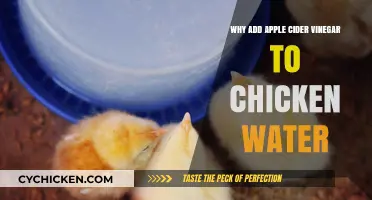 Boost Chicken Health: Benefits of Apple Cider Vinegar in Water