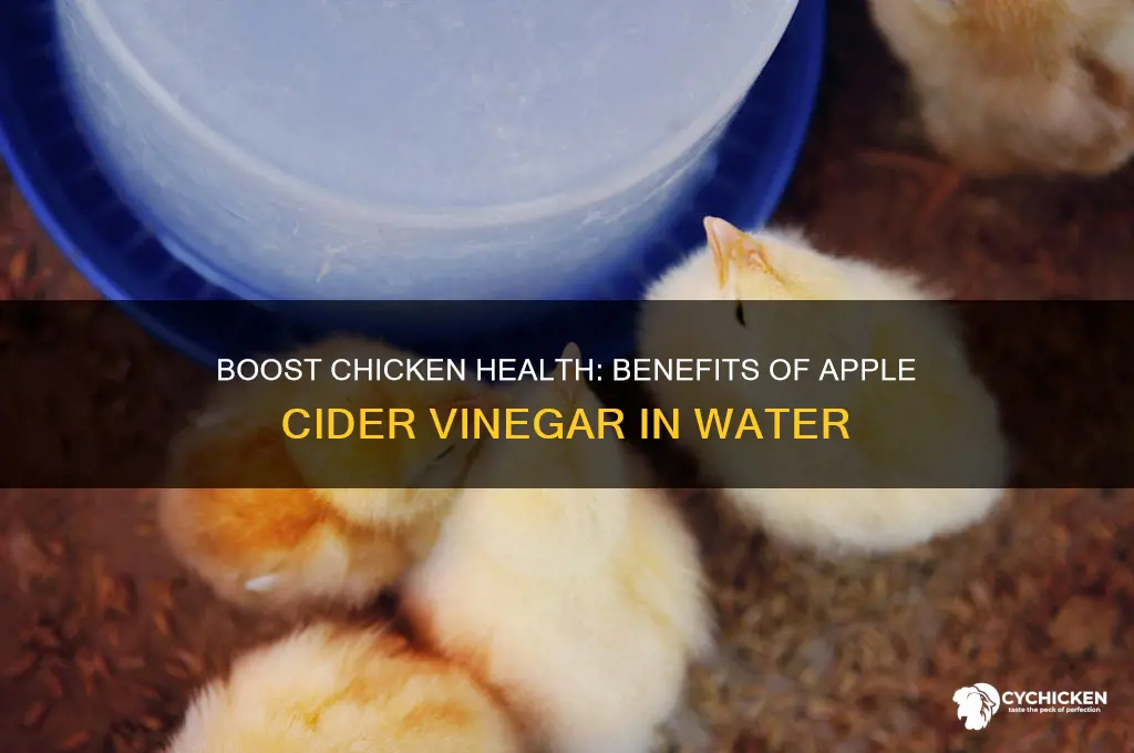 why add apple cider vinegar to chicken water