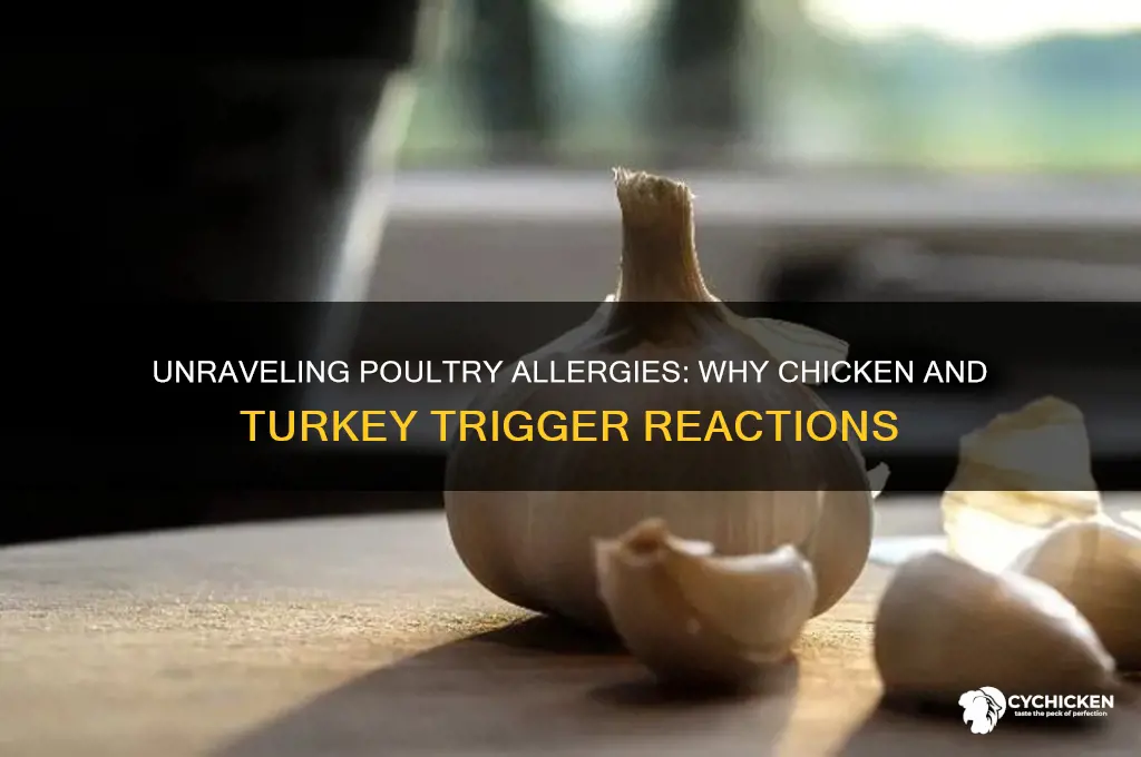 why am i allergic to chicken and turkey