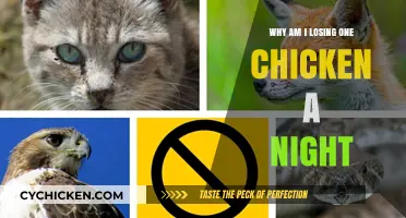 Mysterious Nightly Losses: Uncovering Why One Chicken Disappears Each Night