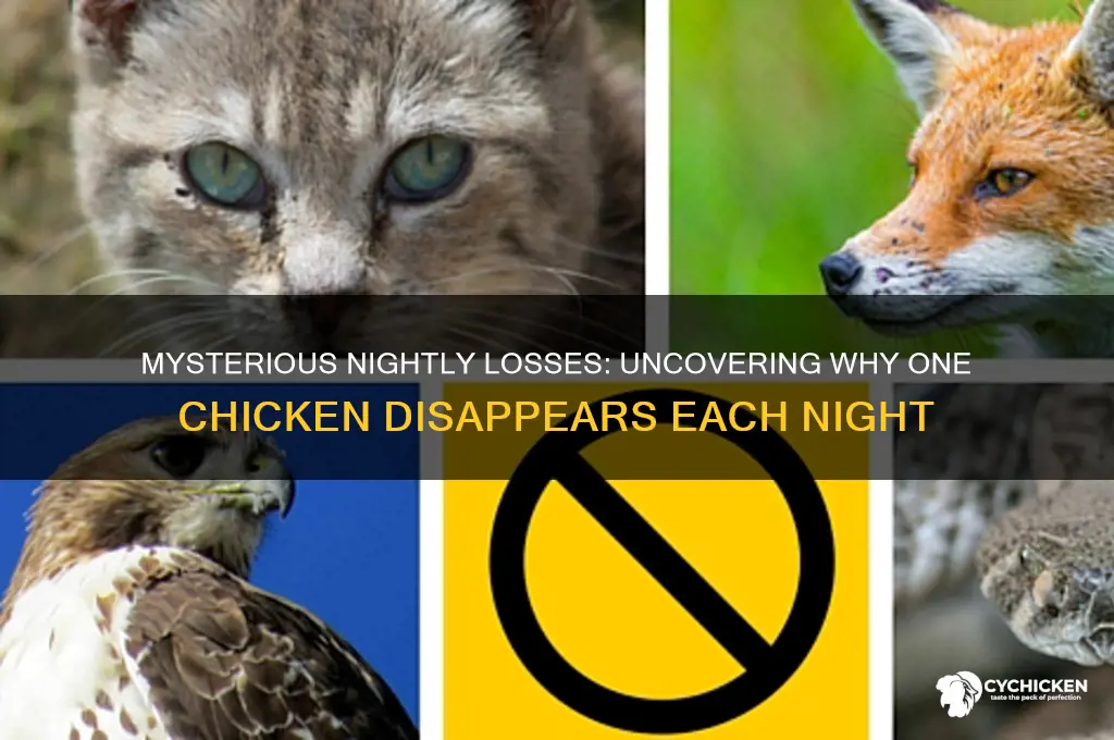 why am i losing one chicken a night