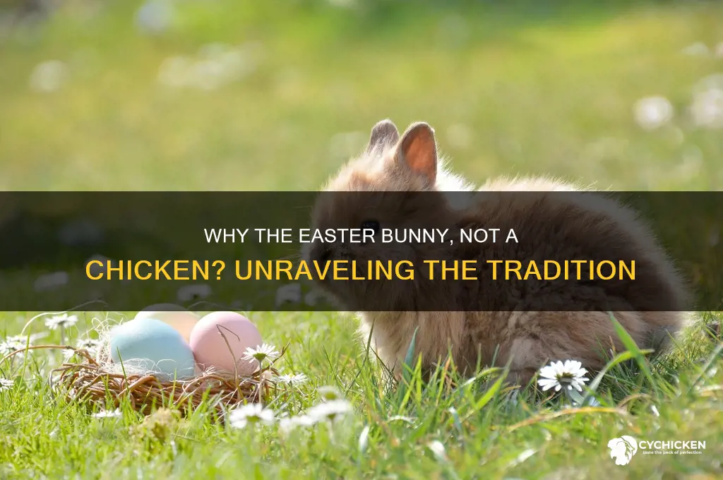 why an easter bunny and not a chicken