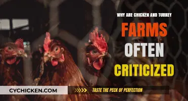 Criticism of Chicken and Turkey Farms: Ethical and Environmental Concerns