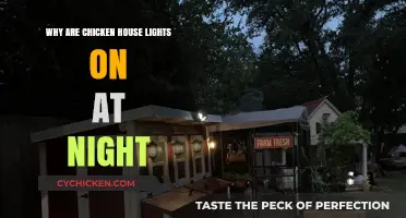 Why Chicken House Lights Stay On After Dark: Explained