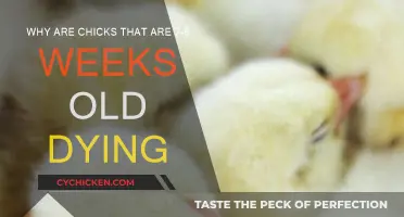 Young Chicks Dying: What's the Cause?