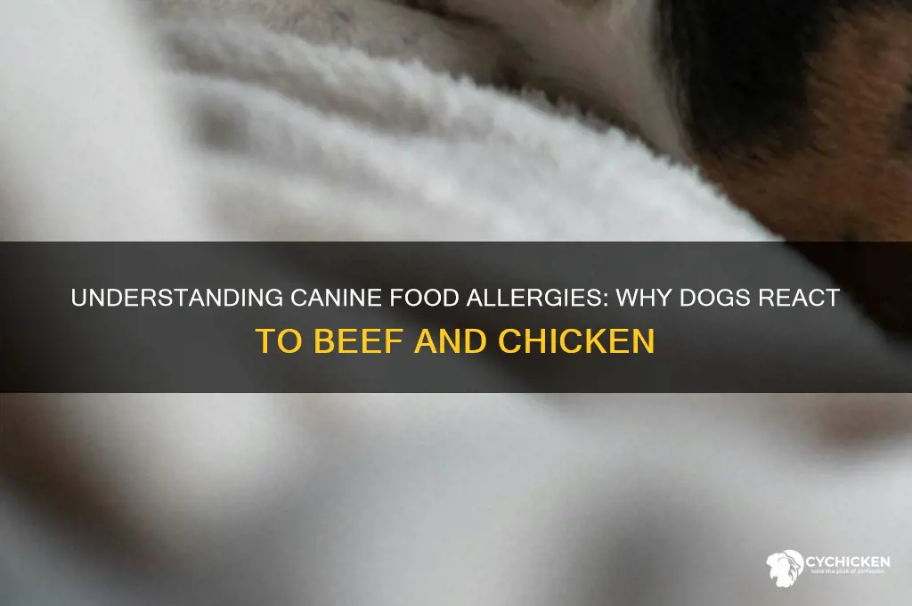 why are dogs allergic to beef and chicken