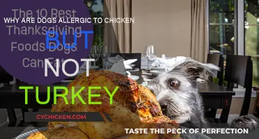 Can Dogs Eat Chicken or Turkey?