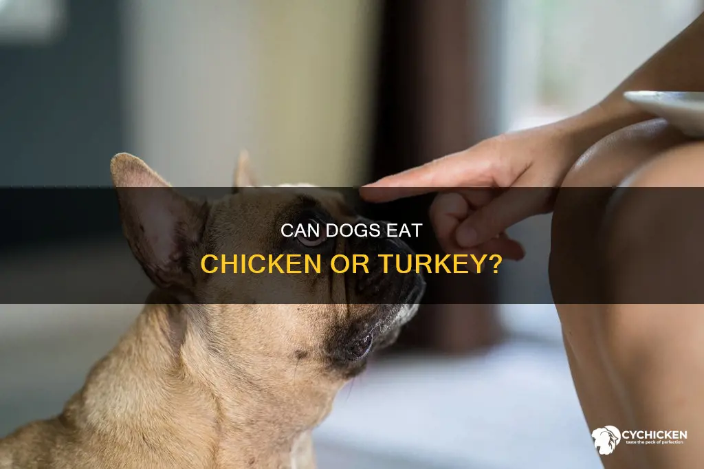 why are dogs allergic to chicken but not turkey