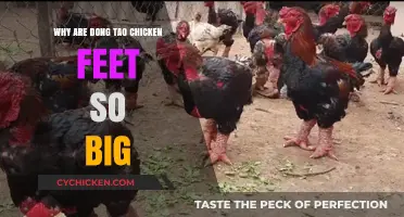 The Surprising Reasons Behind Dong Tao Chicken's Enormous Feet