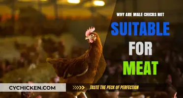 Why Male Chicks Are Unsuitable for Meat Production: Key Reasons
