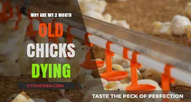 Troubleshooting Chick Mortality: Causes and Solutions for Dying 2-Month-Old Chicks