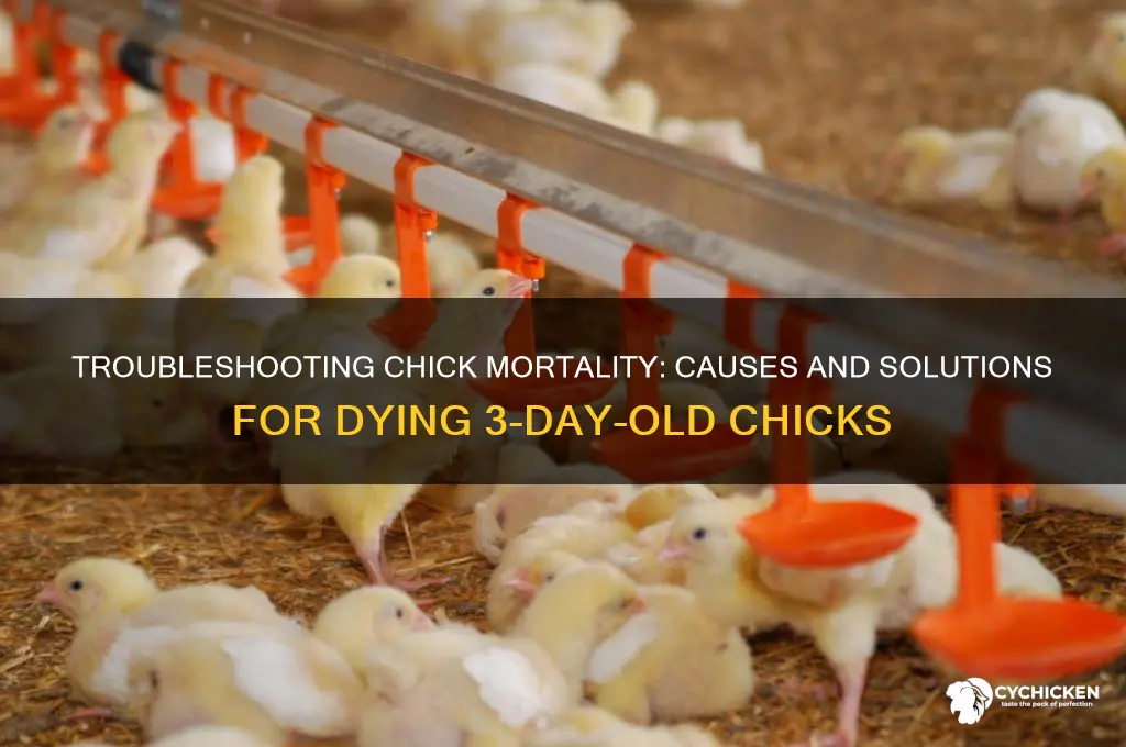why are my 3 day old chicks dying