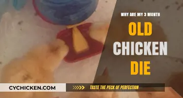 Troubleshooting Chick Losses: Why Are My 3-Month-Old Chickens Dying?