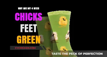 Green Chick Feet: Causes and Solutions for 4-Week-Old Chicks