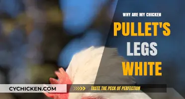 Why Are My Chicken Pullets' Legs White? Causes Explained
