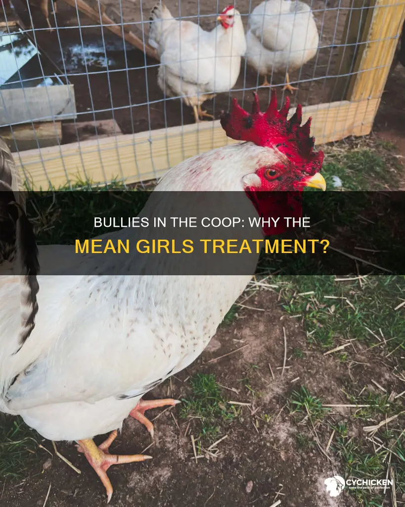 why are my chickens being mean to one chicken
