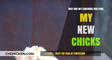 Understanding Chicken Hierarchy: Why Are My Hens Bullying New Chicks?