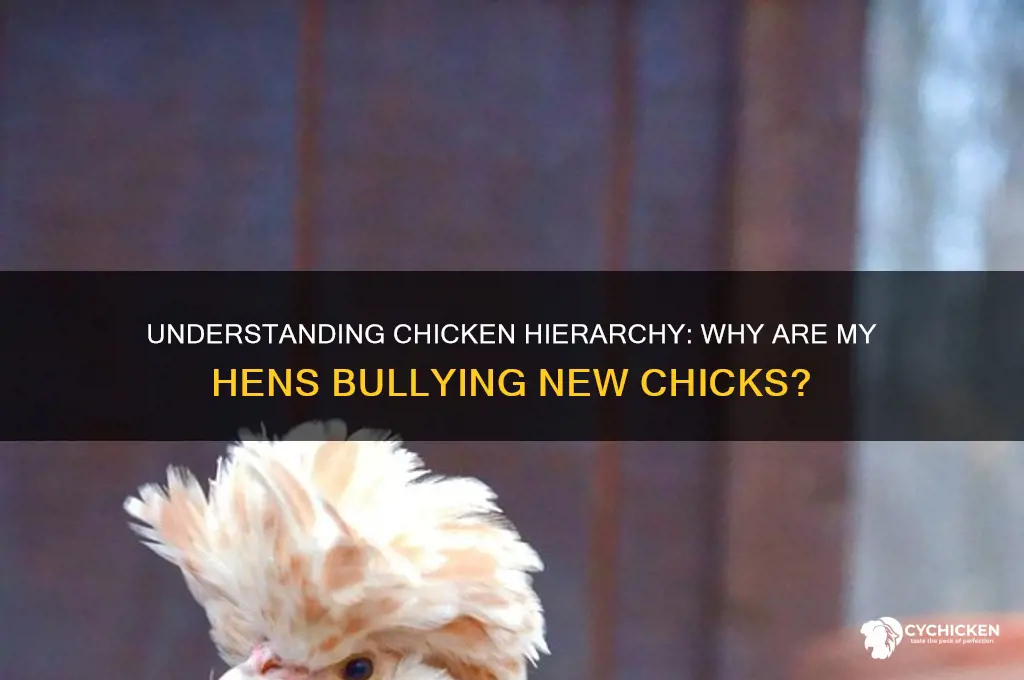 why are my chickens bullying my new chicks